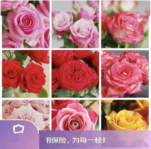 京東鮮花新花樣 615生活鮮花節創新高，引領動態禮品花卉銷售新趨勢